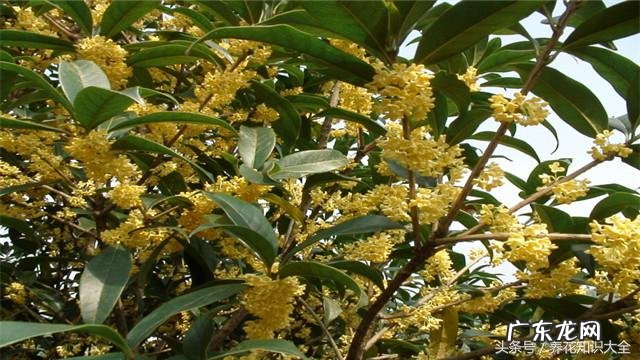 人民的名义吴刚妻子 吴刚 看风水