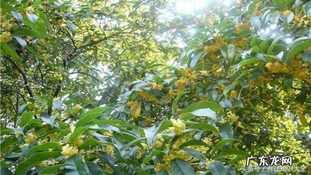 人民的名义吴刚妻子 吴刚 看风水