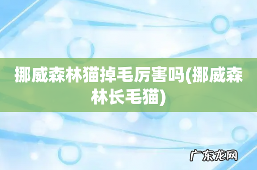 挪威森林长毛猫 挪威森林猫掉毛厉害吗