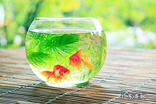 养4条金鱼好不好 养四条金鱼的风水