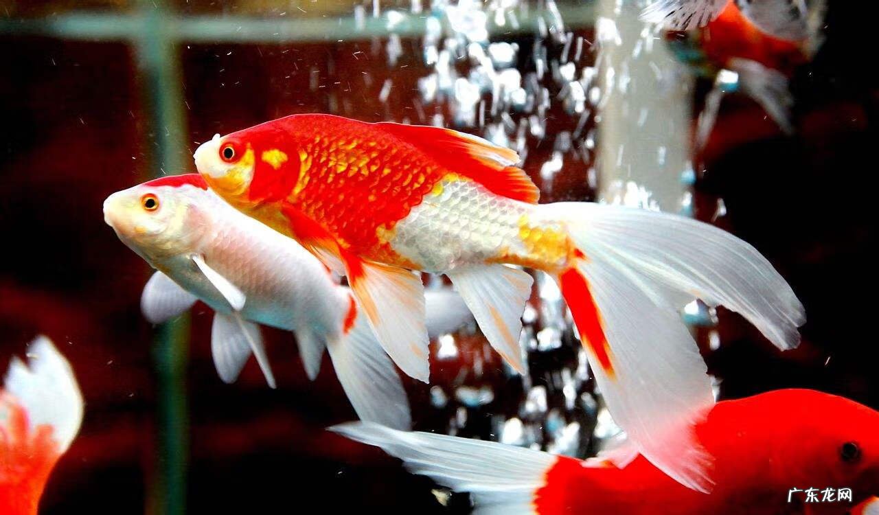 养4条金鱼好不好 养四条金鱼的风水