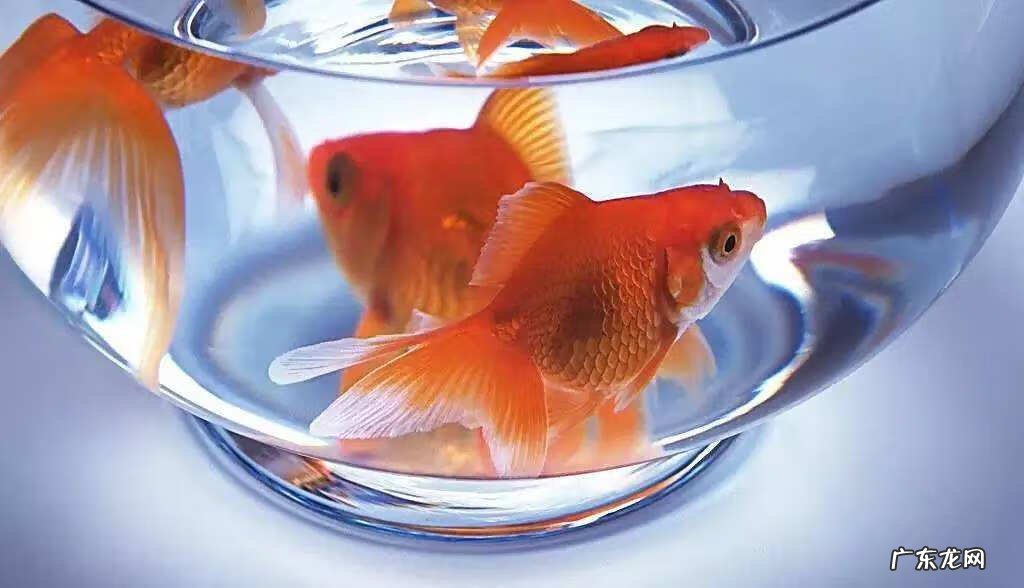 养4条金鱼好不好 养四条金鱼的风水
