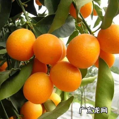 桂林有哪些土特产最出名 桂林特产有哪些土特产