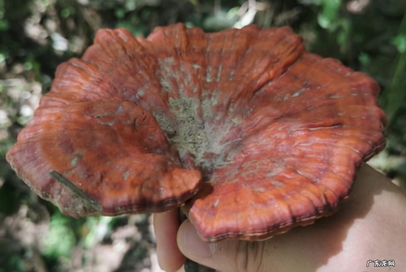 祖坟上长药材好不好 坟上长药材好不好