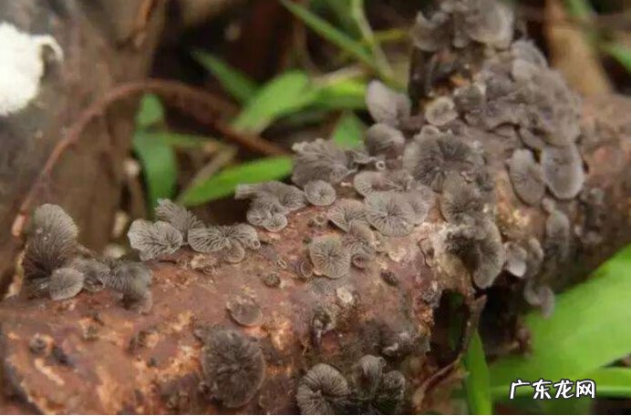 祖坟上长药材好不好 坟上长药材好不好