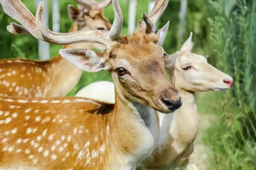兴国风水 黄兴故居风水