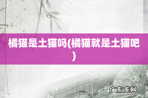 橘猫就是土猫吧 橘猫是土猫吗
