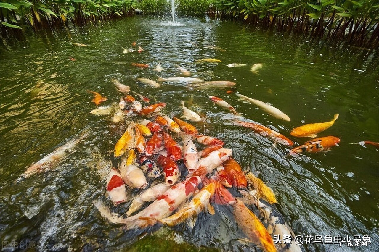 锦鲤风水鱼养几条好旺财 锦鲤鱼风水鱼养几条好