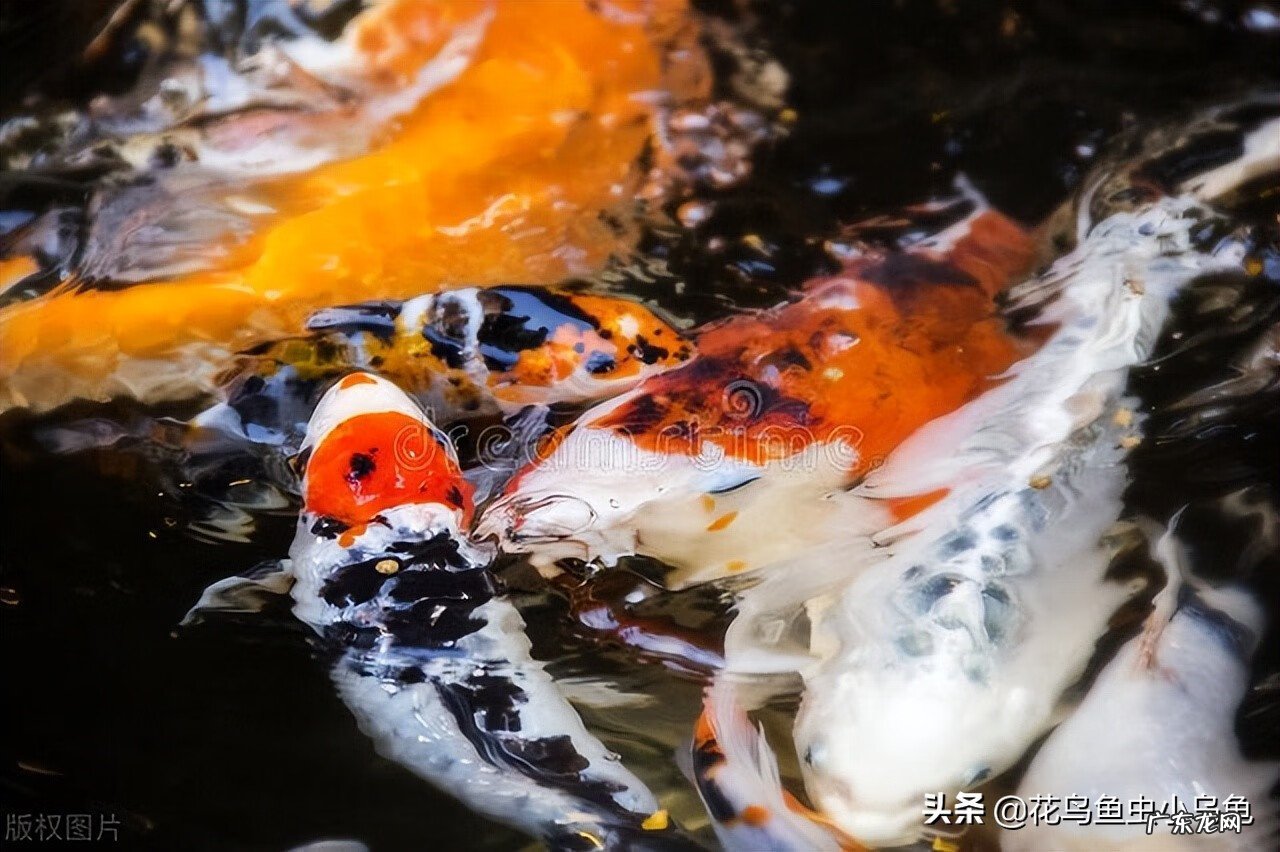 锦鲤风水鱼养几条好旺财 锦鲤鱼风水鱼养几条好