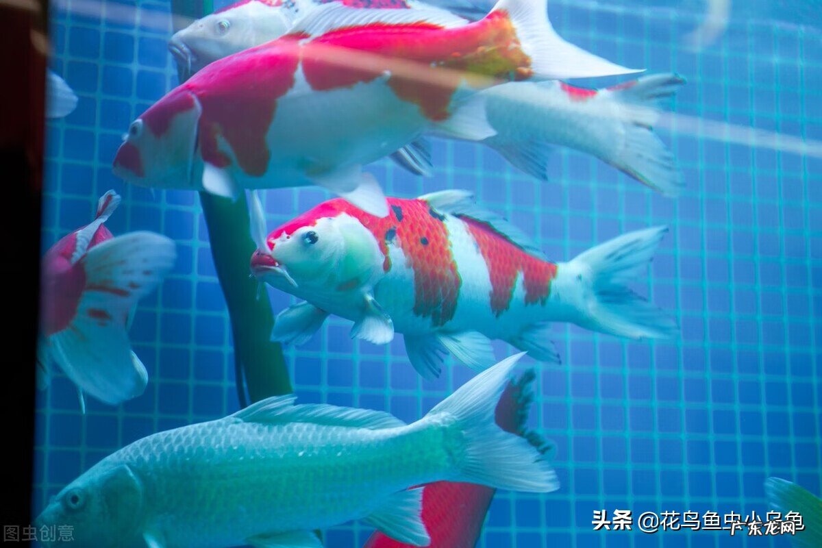 锦鲤风水鱼养几条好旺财 锦鲤鱼风水鱼养几条好