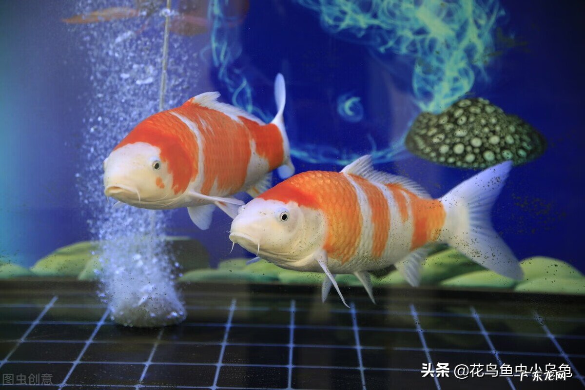 锦鲤风水鱼养几条好旺财 锦鲤鱼风水鱼养几条好