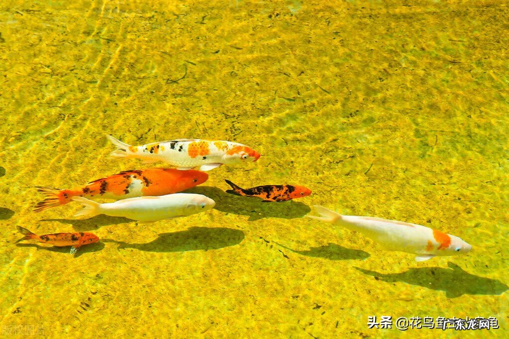 锦鲤风水鱼养几条好旺财 锦鲤鱼风水鱼养几条好