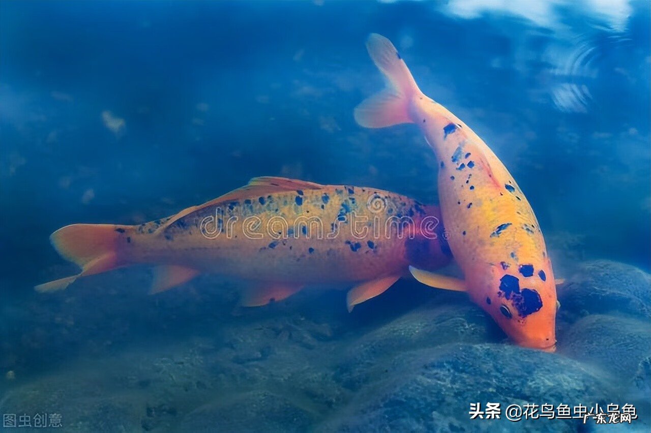锦鲤风水鱼养几条好旺财 锦鲤鱼风水鱼养几条好