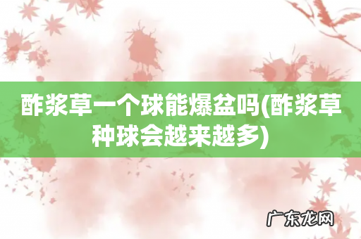 酢浆草种球会越来越多 酢浆草一个球能爆盆吗