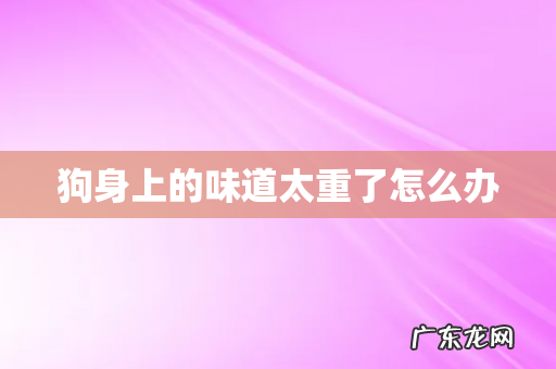 狗身上的味道太重了怎么办