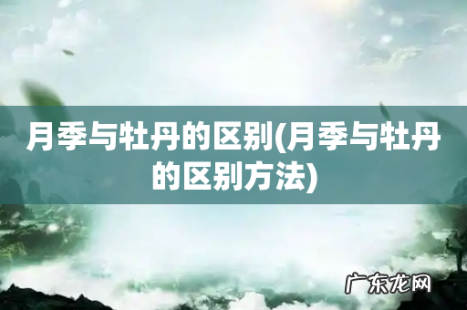 月季与牡丹的区别方法 月季与牡丹的区别