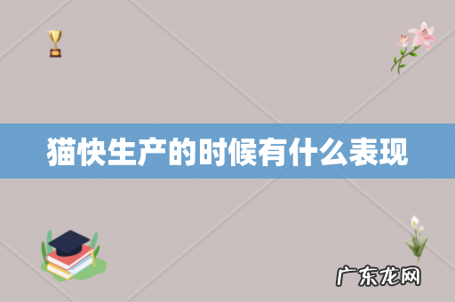 猫快生产的时候有什么表现