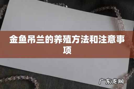 金鱼吊兰的养殖方法和注意事项