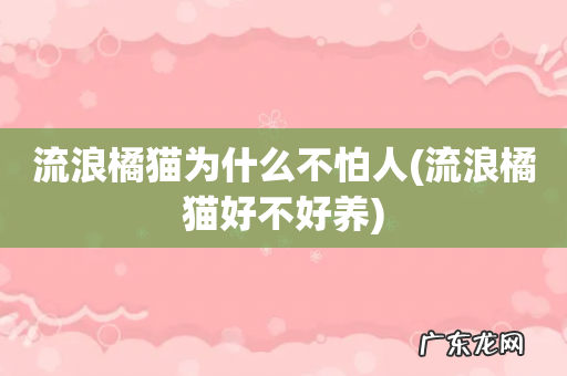 流浪橘猫好不好养 流浪橘猫为什么不怕人