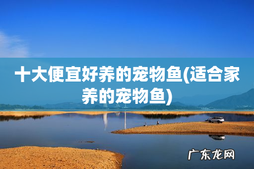 适合家养的宠物鱼 十大便宜好养的宠物鱼