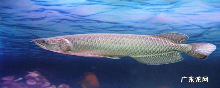 银龙鱼饲养方法是什么