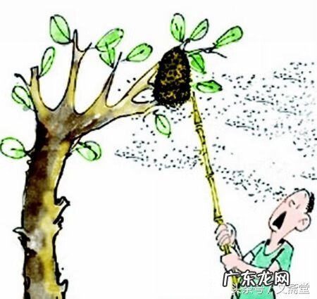 马蜂窝与风水有关系吗 马蜂窝的风水说法