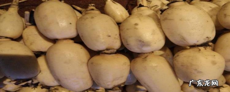 莲藕有什么功效与作用