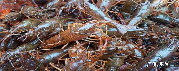 活的小龙虾怎么保存