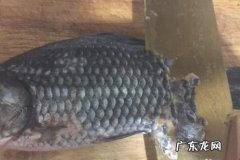 没有烤箱怎么在家自制烤鱼