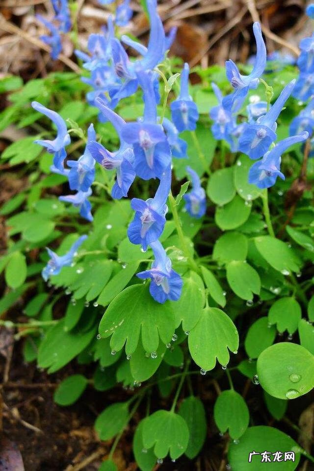 延胡索的功效及用途 延胡索的功效与作用