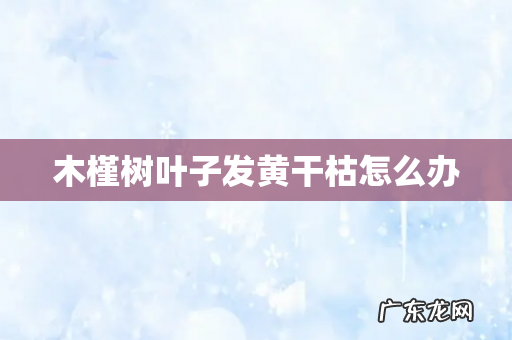 木槿树叶子发黄干枯怎么办