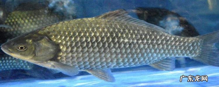 钓鲫鱼怎么调漂