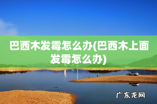 巴西木上面发霉怎么办 巴西木发霉怎么办