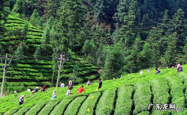 立顿的绿茶是什么茶 立顿绿茶是什么茶