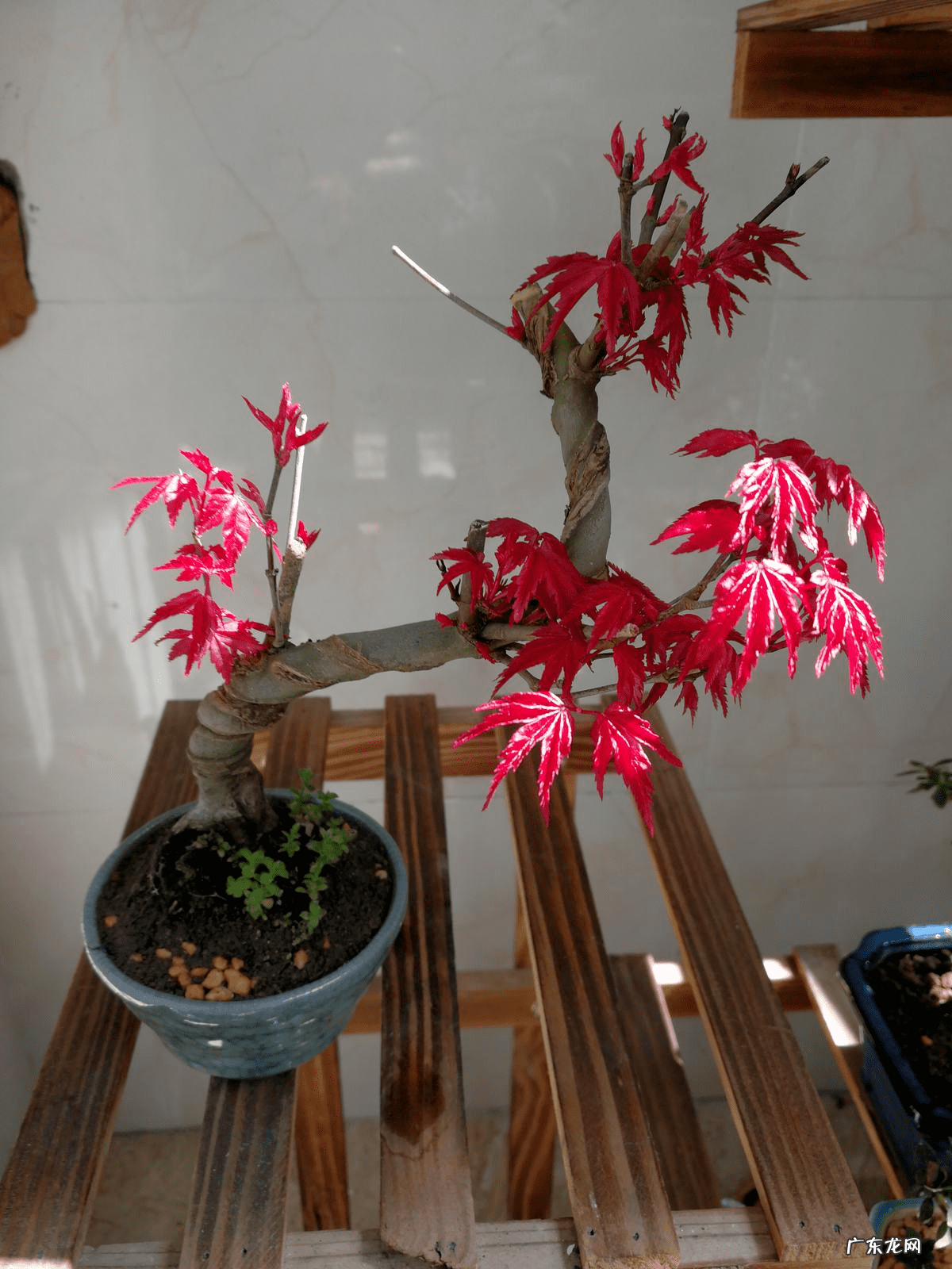 红色风水图片大全 红色地板风水