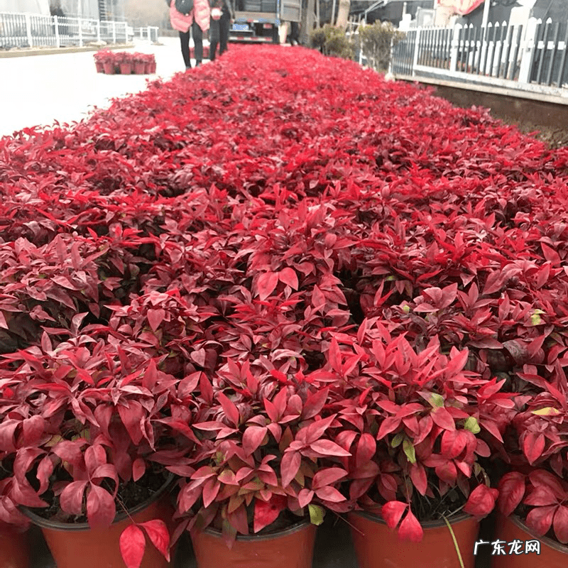 红色风水图片大全 红色地板风水