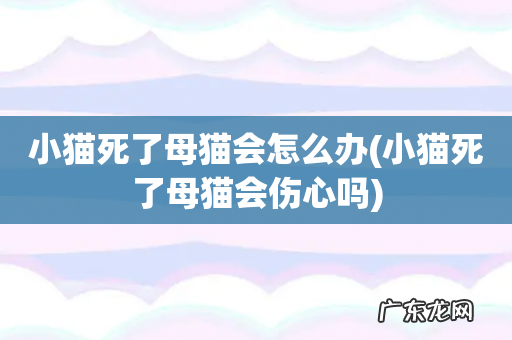 小猫死了母猫会伤心吗 小猫死了母猫会怎么办