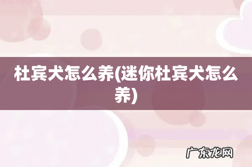 迷你杜宾犬怎么养 杜宾犬怎么养