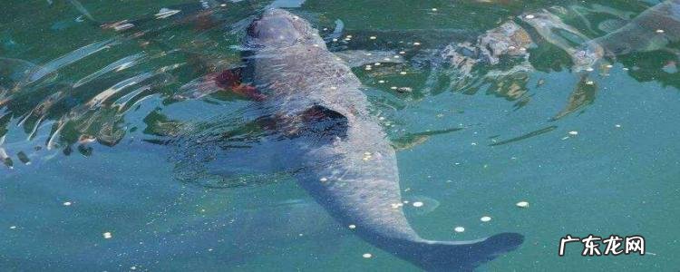 黑坑青鱼钓法是什么