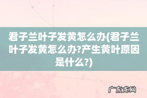 君子兰叶子发黄怎么办?产生黄叶原因是什么? 君子兰叶子发黄怎么办