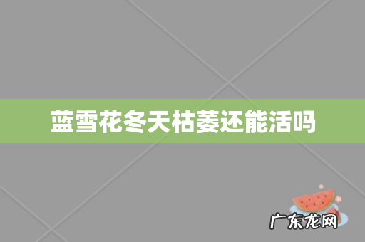 蓝雪花冬天枯萎还能活吗