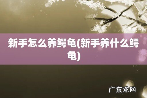 新手养什么鳄龟 新手怎么养鳄龟