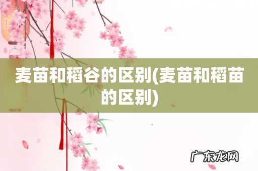 麦苗和稻苗的区别 麦苗和稻谷的区别