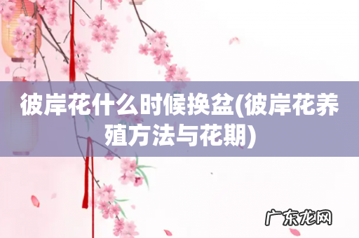 彼岸花养殖方法与花期 彼岸花什么时候换盆