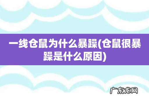 仓鼠很暴躁是什么原因 一线仓鼠为什么暴躁