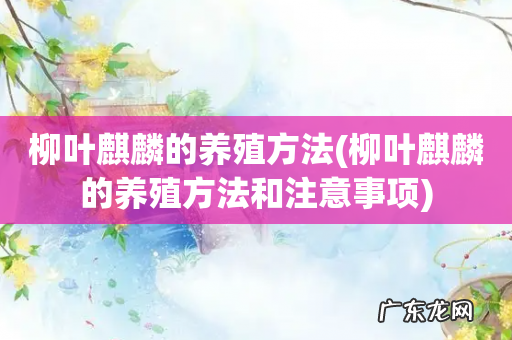 柳叶麒麟的养殖方法和注意事项 柳叶麒麟的养殖方法