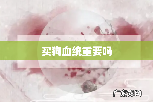 买狗血统重要吗