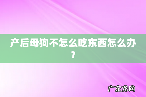 产后母狗不怎么吃东西怎么办?