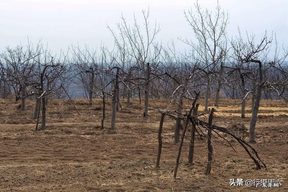 风水上家里适合种草莓吗 屋里种草莓影响风水吗?