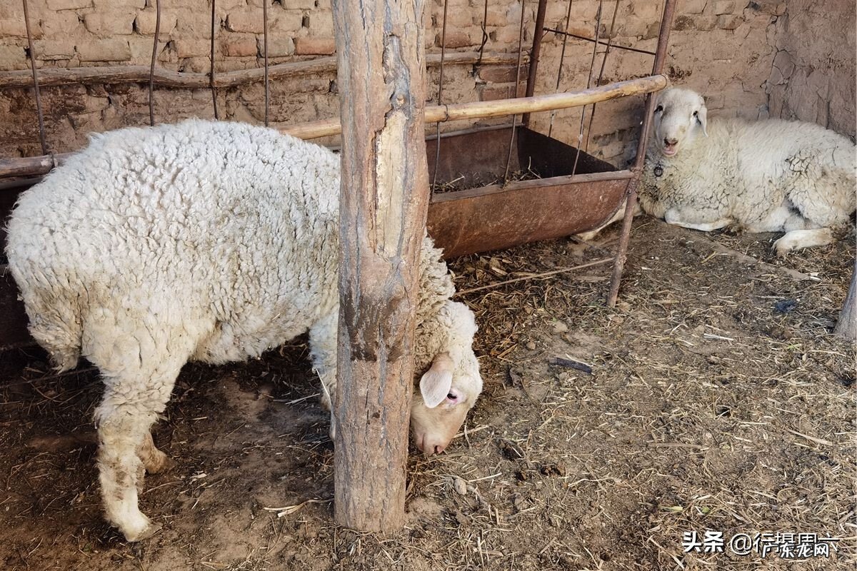 风水上家里适合种草莓吗 屋里种草莓影响风水吗?